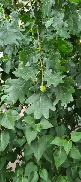 Green oak acorns with leaves.Beautiful oak tree in the park. Plants for landscape design. Green trees