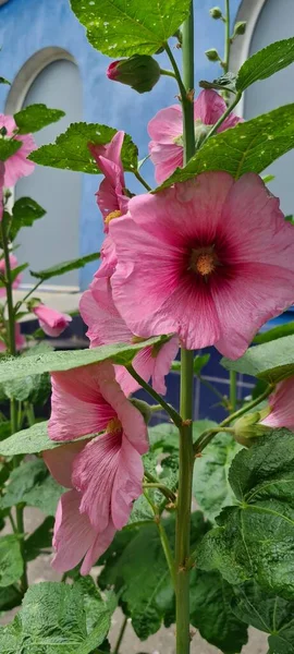 Flower Stock Rosa pink, Alcea rosea, ordinary. Mallow common. Flowers for home and garden. Large pink flowers on a branch