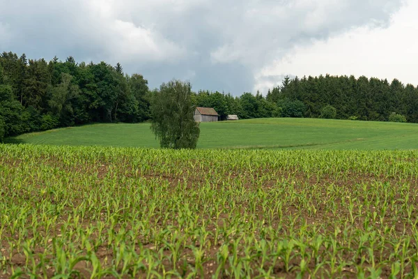 Landsbygdsfält Sådda Med Majs Bayern Tyskland — Stockfoto