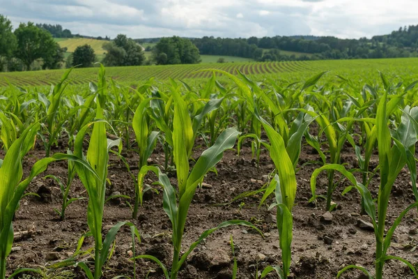 Селянські Поля Посіяні Кукурудзою Баварія Німеччина — стокове фото