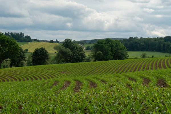 Pola Wiejskie Zasiane Kukurydzą Bawaria Niemcy — Zdjęcie stockowe
