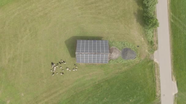 Sheep Graze Field Barn Solar Panels — Stock Video