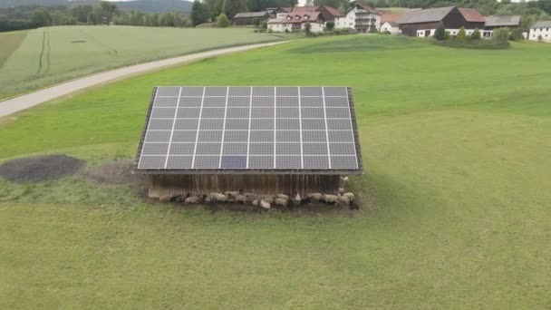 Sheep Graze Field Barn Solar Panels — Stock Video