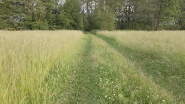 Rural Road Tall Grass Forest Bavaria — Stockvideo