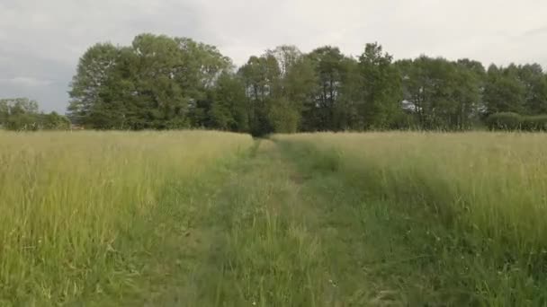 Rural Road Tall Grass Forest Bavaria — Stockvideo