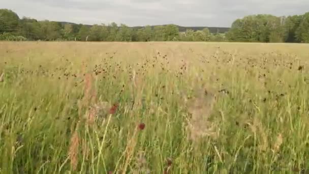 Vuelo Sobre Campo Floración Hermosa Baviera — Vídeo de stock