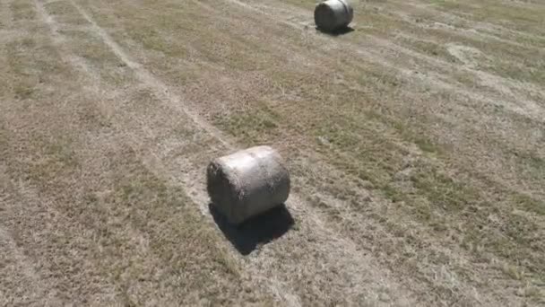 Many Bales Hay Field — Stock Video