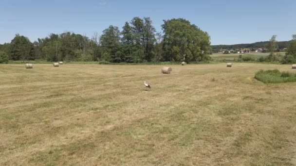 Hay Circles Stork Bales — Stock Video