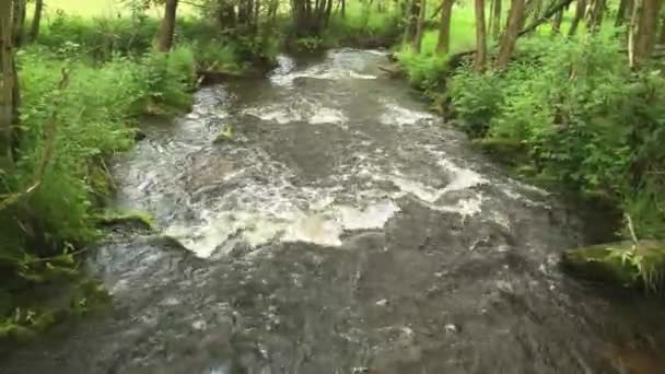 Fast Clear River Flowing Forest Area — Vídeo de stock