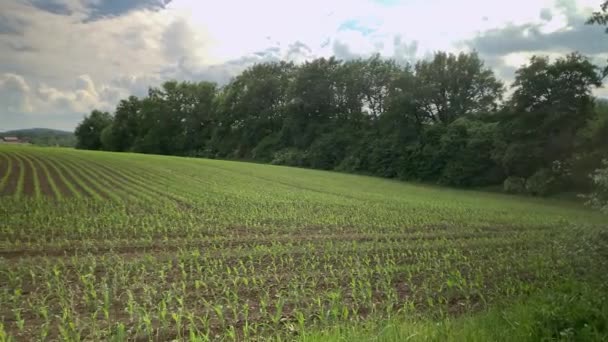 Young Cornfield Planted All Field — Stockvideo