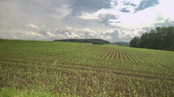 Young Cornfield Planted All Field — Stock Video