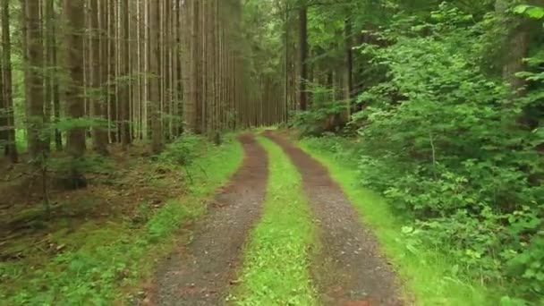 Forest Road Path Trees Leads Forest — ストック動画