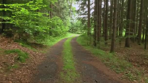 Forest Road Path Trees Leads Forest — Vídeo de stock