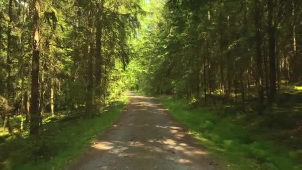 Forest Road Path Trees Leads Forest — Vídeo de stock