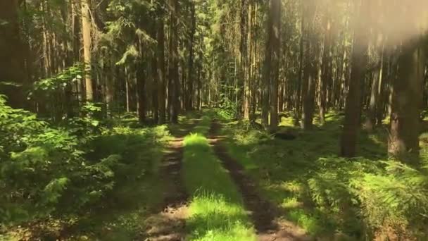 Forest Road Path Trees Leads Forest — Stockvideo