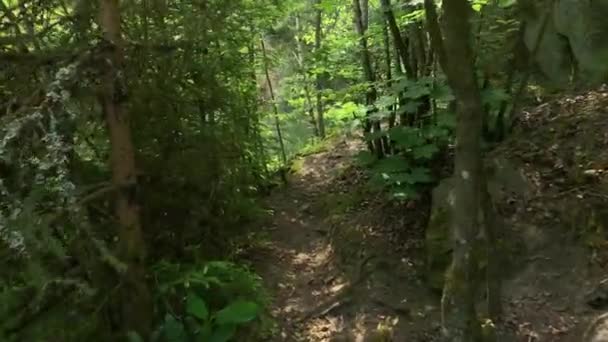 Forest Road Path Trees Leads Forest — Stockvideo