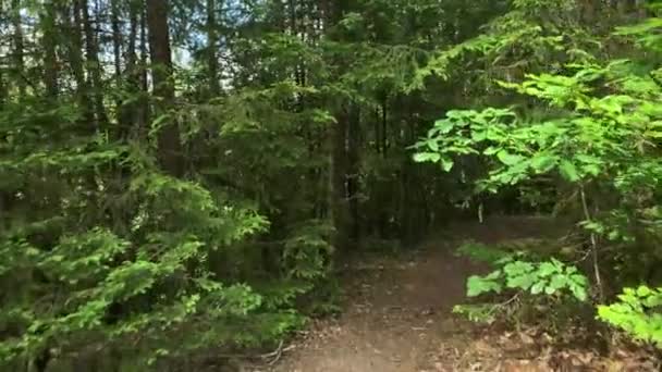 Forest Road Path Trees Leads Forest — Vídeo de stock