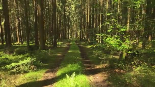 森の道 木々の間の道は森へと続く — ストック動画