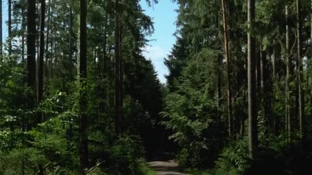 Forest Road Path Trees Leads Forest — Stock Video