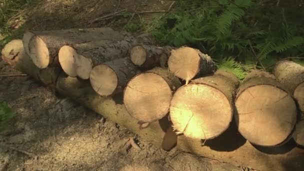 Lots Firewood Forest — Stock Video