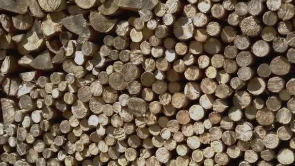 Lots Firewood Forest — Stock Video