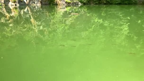Lots Fish Swimming Lake — Stok video