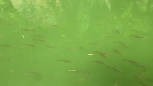 Lots Fish Swimming Lake — Stockvideo