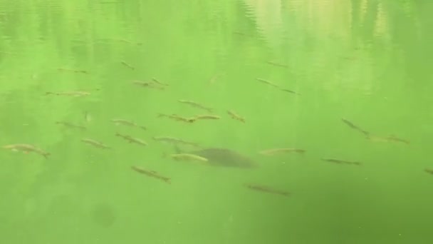 Πολλά Ψάρια Κολυμπούν Στη Λίμνη — Αρχείο Βίντεο