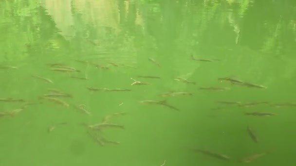 Lots Fish Swimming Lake — Stock Video