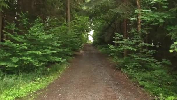 Forest Road Path Trees Leads Forest — Stock Video