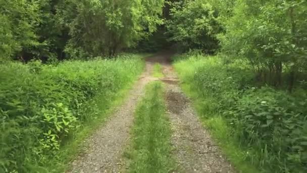 Forest Road Path Trees Leads Forest — Vídeo de stock