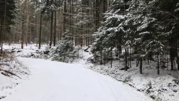 Besneeuwde Weg Het Bos — Stockvideo