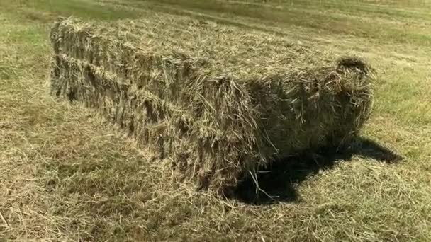 Square Bales All Field — Stockvideo