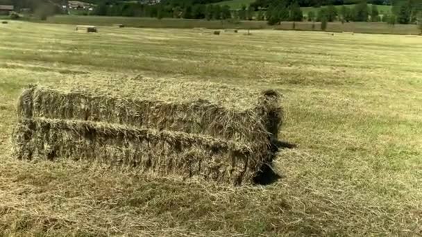 Square Bales All Field — Stockvideo