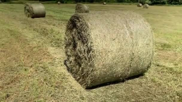 Bales All Field — стоковое видео