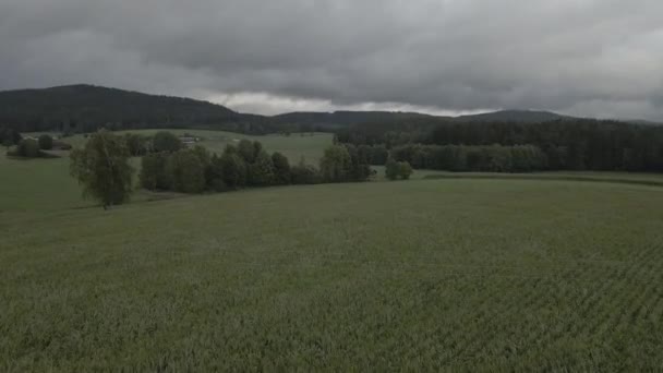 鸟瞰的玉米地 — 图库视频影像