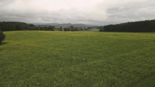 Campo Colza Dal Punto Vista Uccello — Video Stock