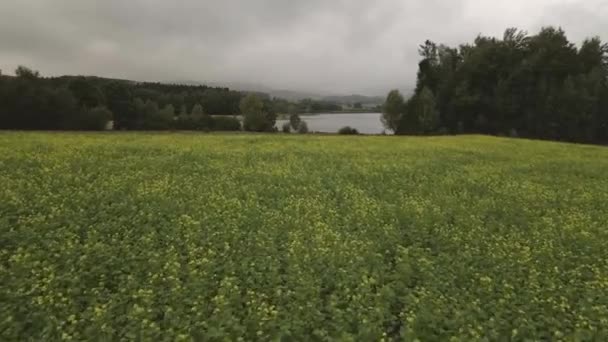 Campo Colza Dal Punto Vista Uccello — Video Stock