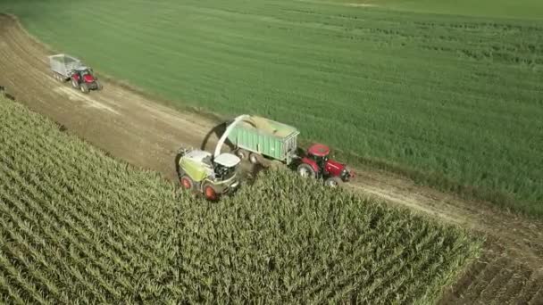 Cosechadora Recoge Cosechas Campo Maíz — Vídeo de stock