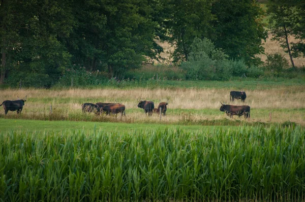 Herd Van Koeien Grazen Prachtige Natuur Beieren — Stockfoto