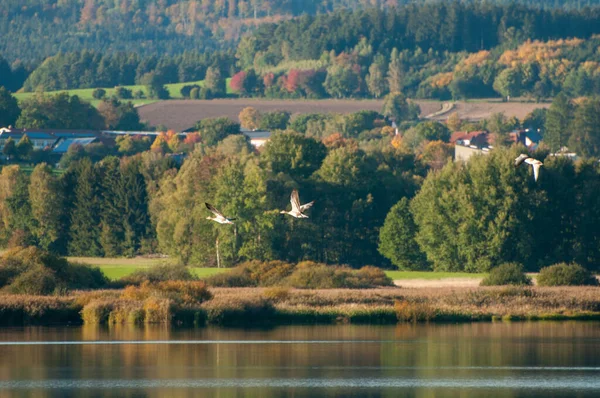 森と湖を背景に雁の群れ — ストック写真