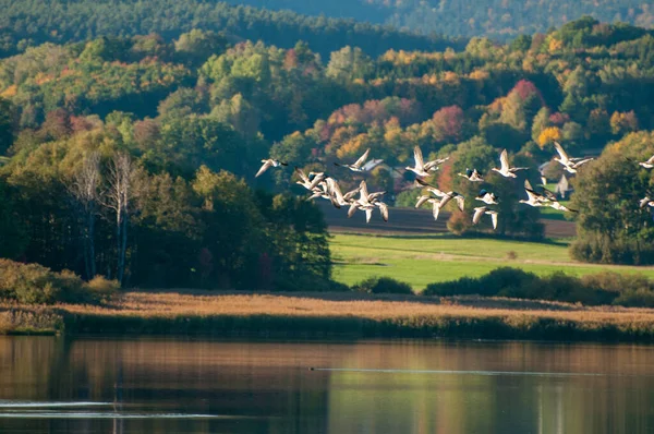 森と湖を背景に雁の群れ — ストック写真