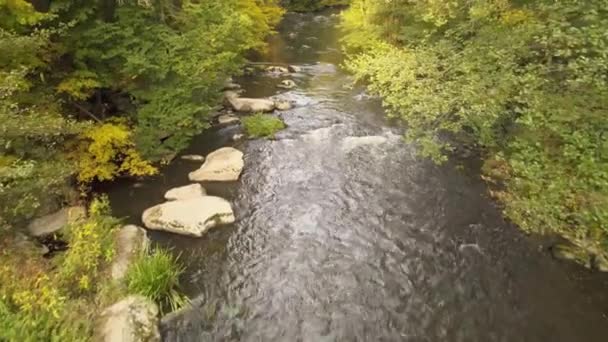 森の中のロッキー川 — ストック動画