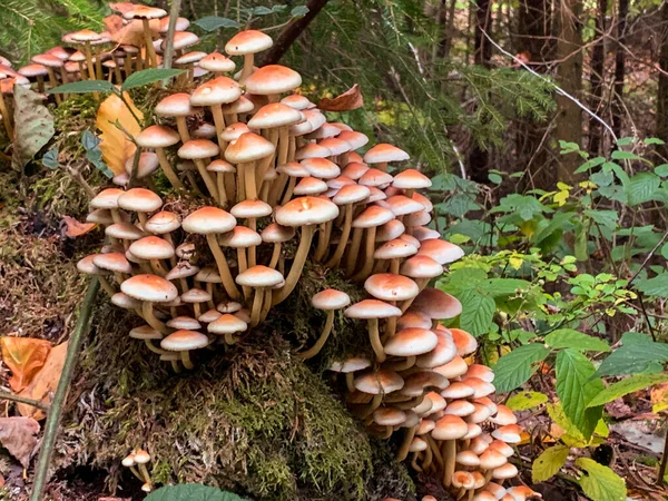 Pilze Wachsen Auf Einem Baumstumpf Einem Dichten Wald — Stockfoto
