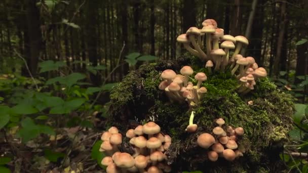 Μανιτάρια Που Φυτρώνουν Ένα Κούτσουρο Πυκνό Δάσος — Αρχείο Βίντεο