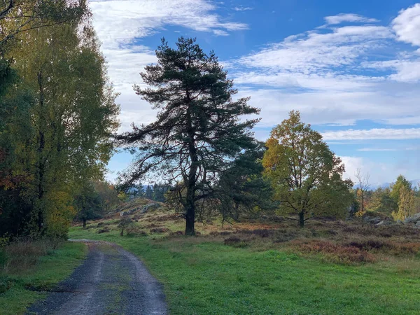 Herfstweg Dicht Bos — Stockfoto