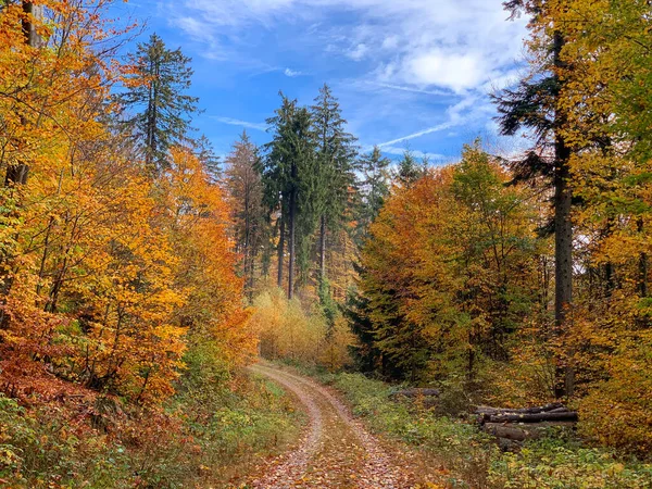 Jesienna Droga Gęstym Lesie — Zdjęcie stockowe