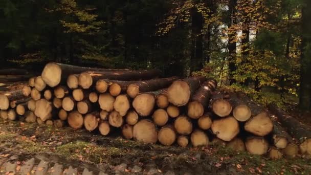 Őszi Erdőben Szétszórva Levelei — Stock videók