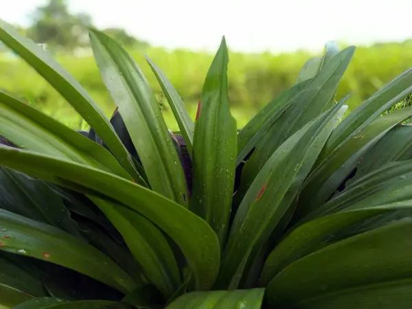 Gröna Blad Trädgården — Stockfoto