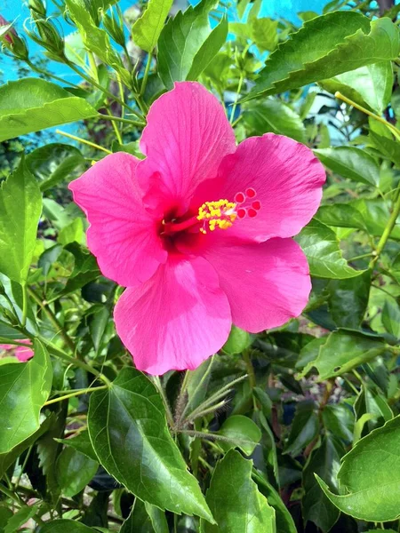 Een Roze Hibiscus Bloem Een Tuin — Stockfoto